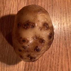 Kartoffelschorf 