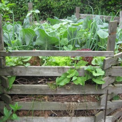 Gärtnern mit der Natur -ökologische und ökonomische Bewirtschaftung des Kleingartens 