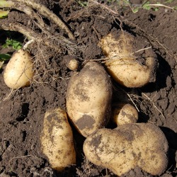Findet statt - Kartoffeln im Garten und auf dem Balkon