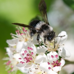 Wildbienen am Haus und im Garten