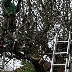 Lehrvorführung im Obstbaumschnitt