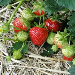 Abgesagt - Erdbeeranbau im Kleingarten