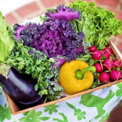 Frucht- und Gemüseziele im Garten: Anzucht zu Höchstleistung oder zu Lebensleistung?