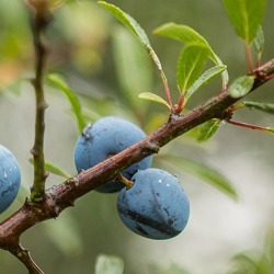 Wildobst im Kleingarten