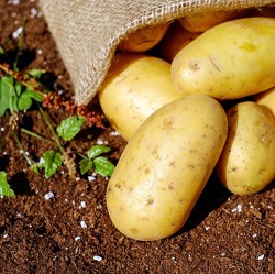 Kartoffeln im Garten