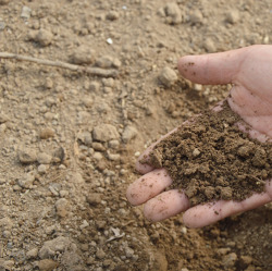 Bodenart und Bodentyp - Einführung in die Bodenkunde