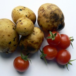 Abgesagt - Anzucht von Tomaten, Paprika und Kartoffeln