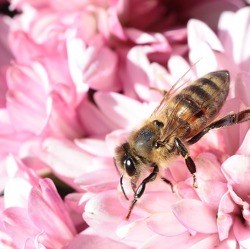 Bienen im Kleingarten und Bienenpflanzen